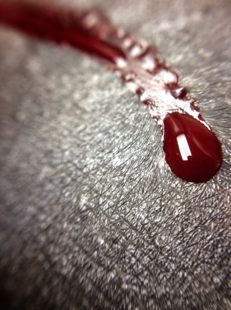 Hanumantra Blackwork Tattoo  Tribal Inspired 